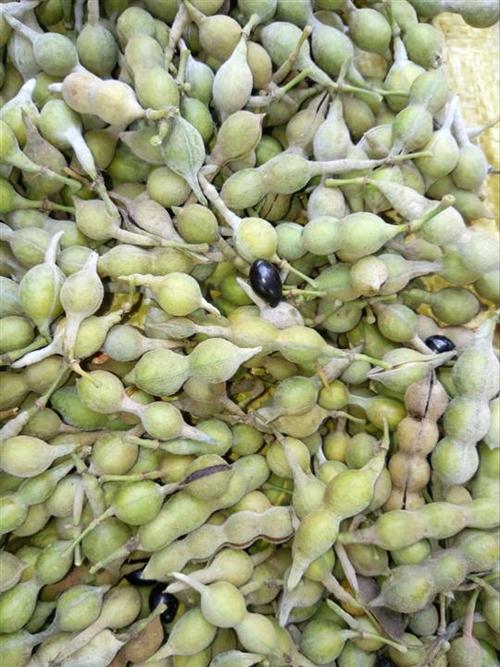山豆根种子，自产自销免费提供种植技术